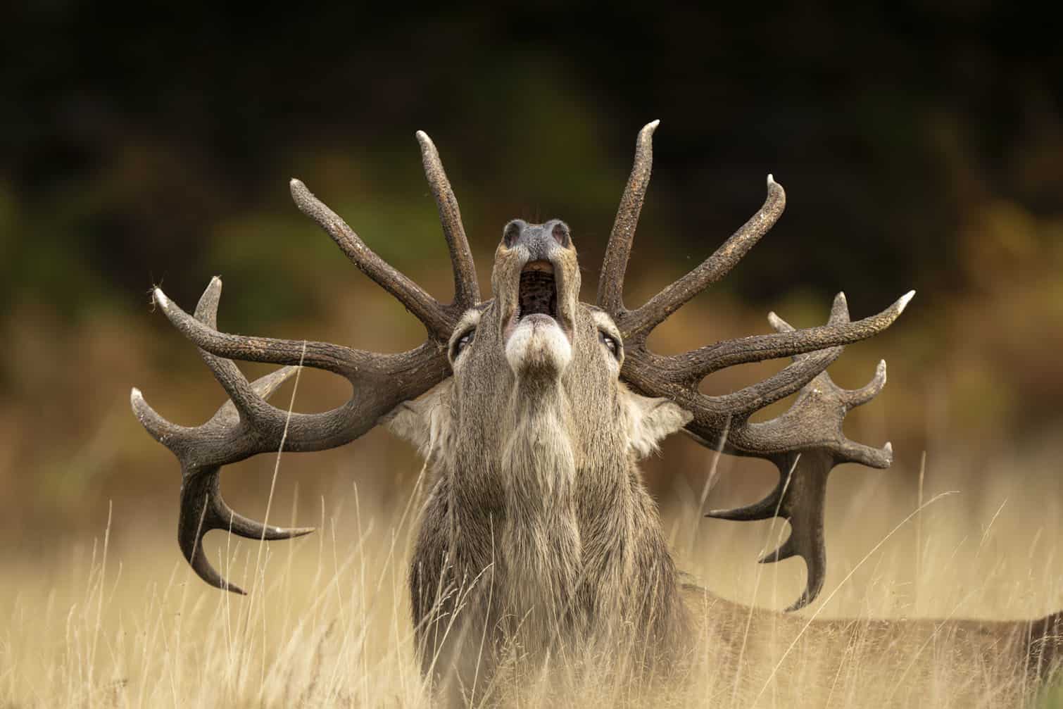 wildlife photo awards