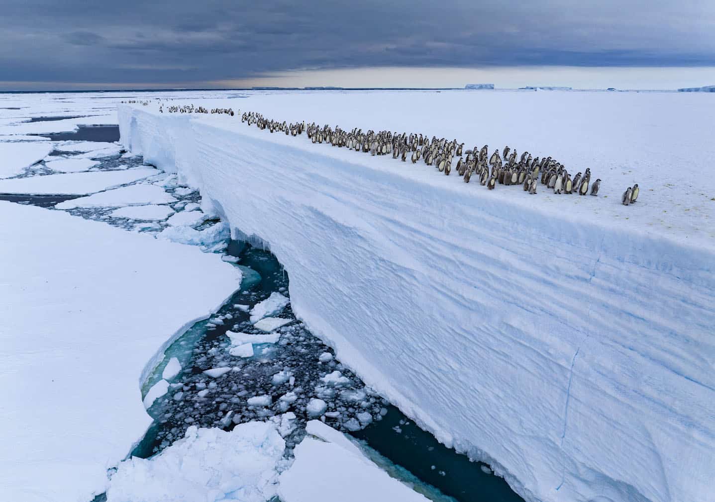 wildlife photo awards