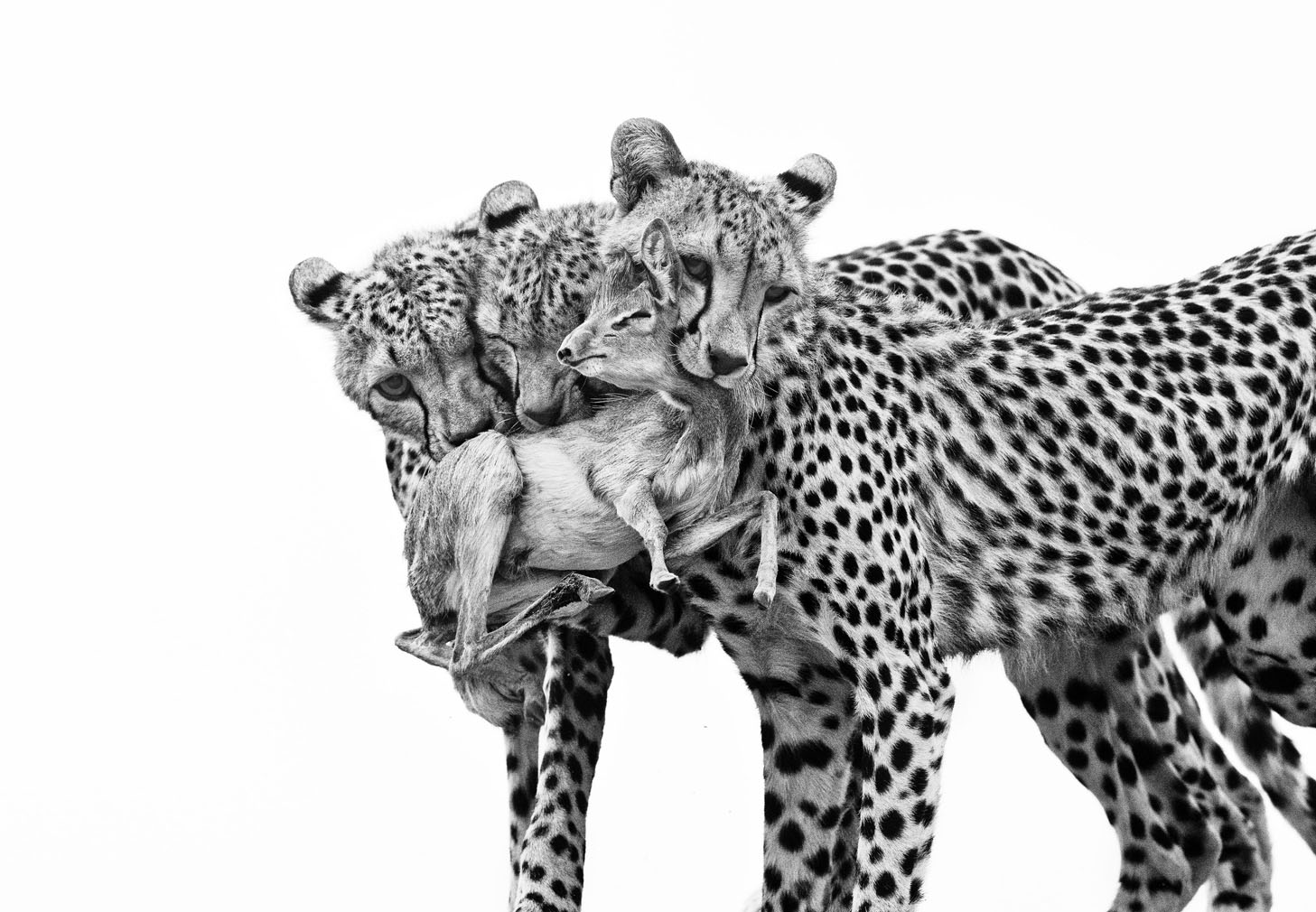 wildlife photo awards