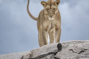 wildlife photo awards