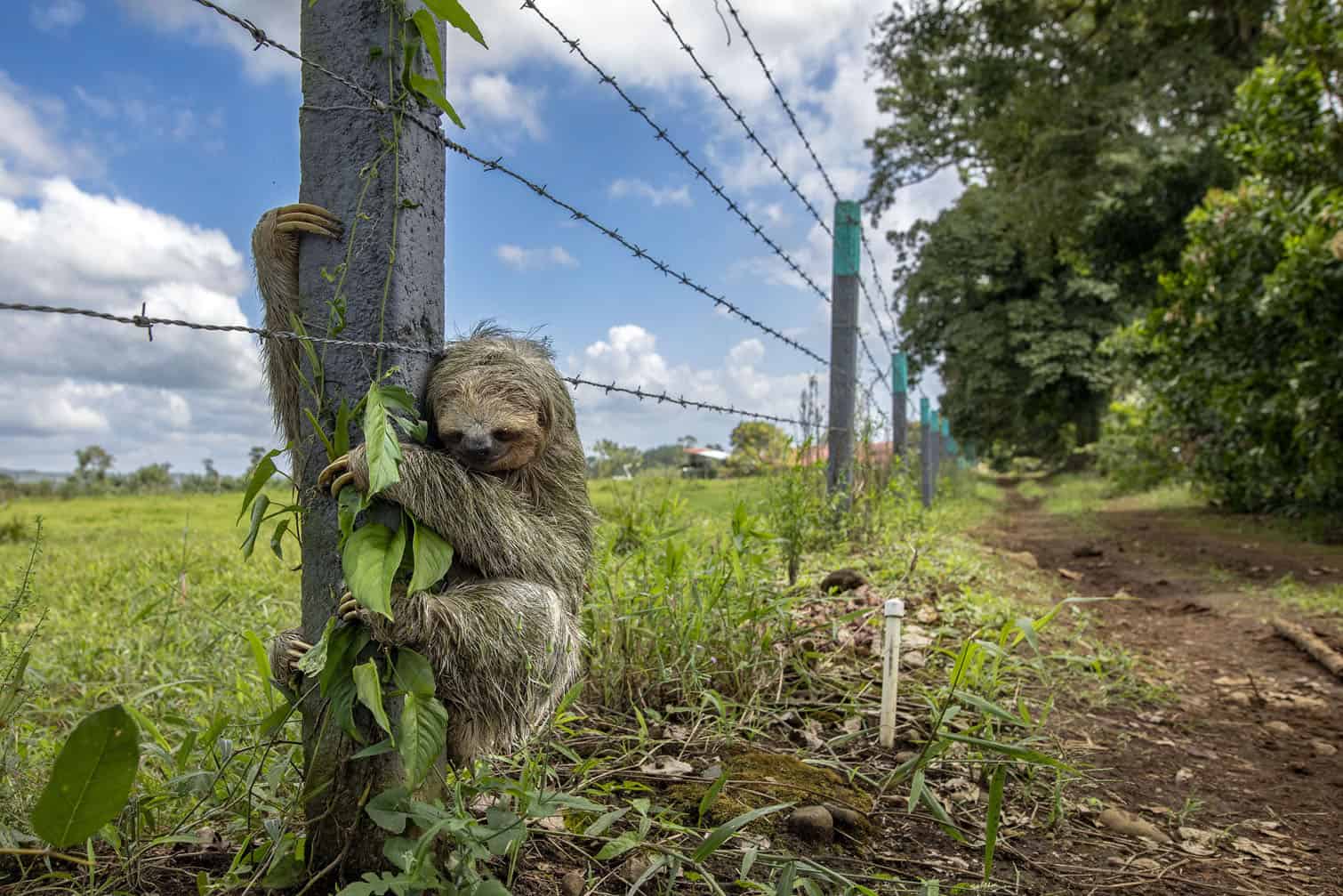 wildlife photo awards