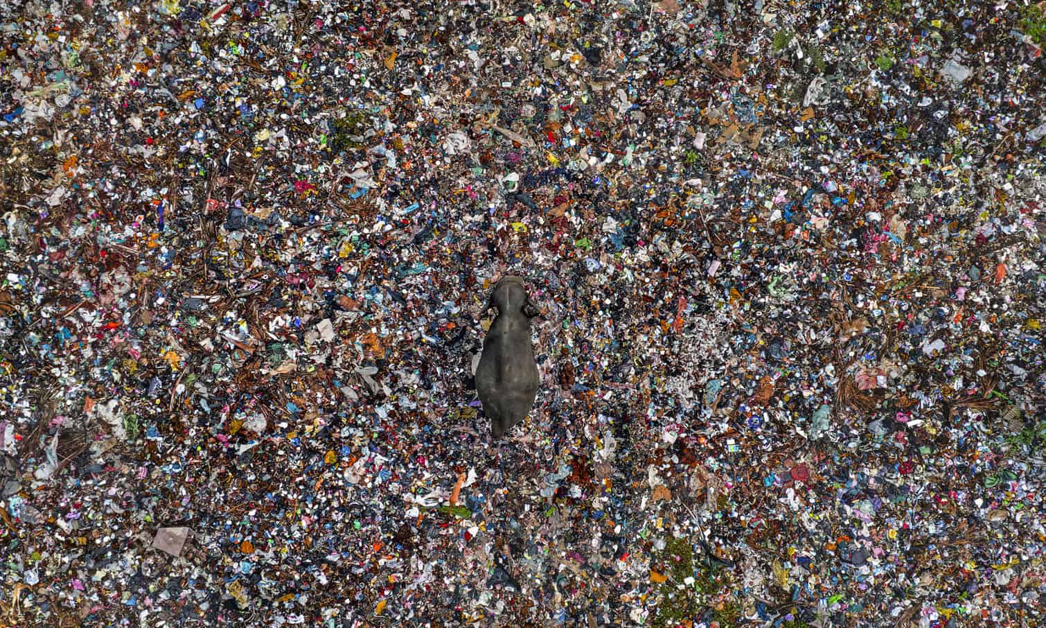 wildlife photo awards