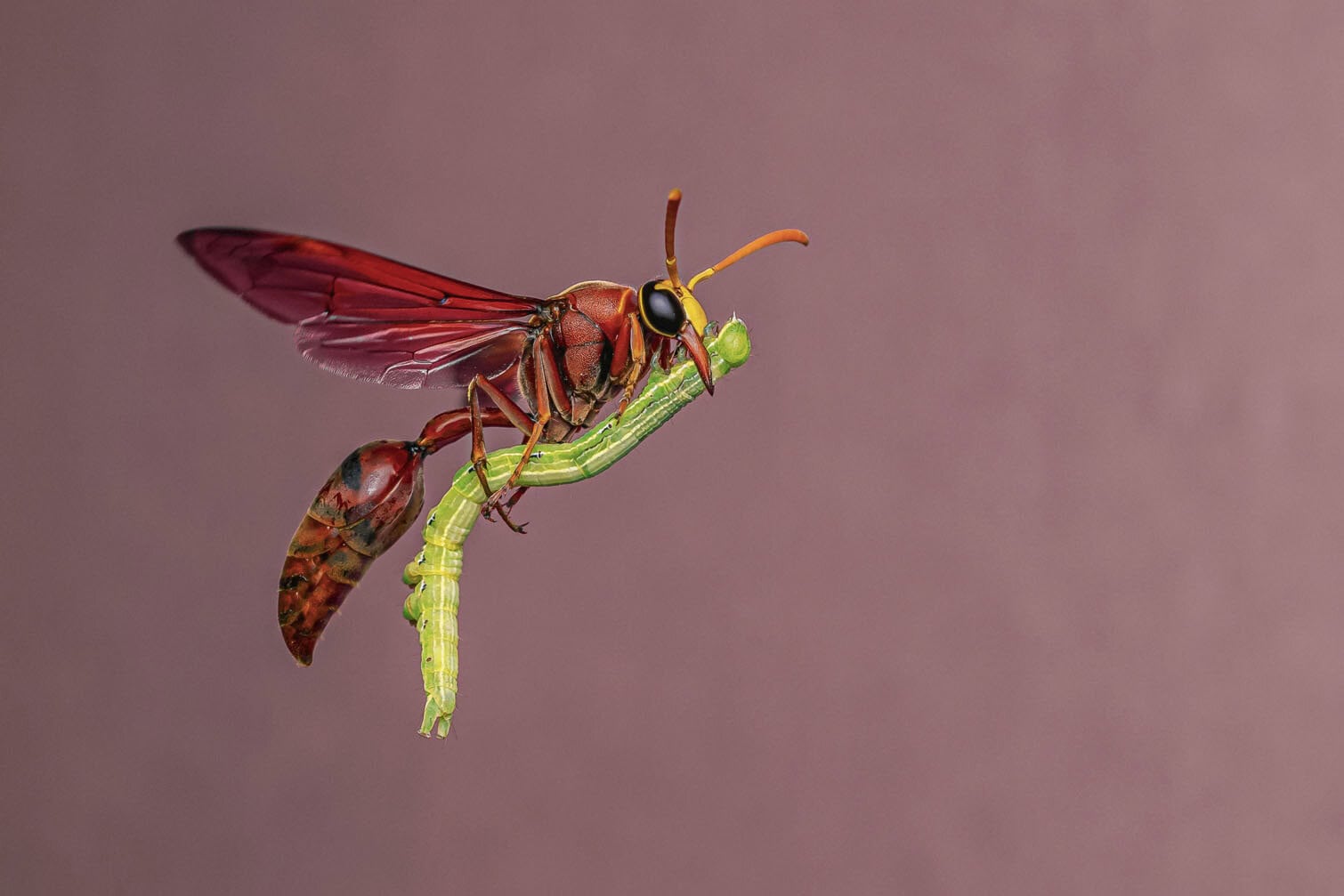 wildlife photo awards