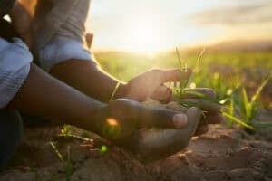 Citrus Industry Transformation