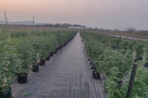 Man arrested for cultivation of cannibis on KZN farm