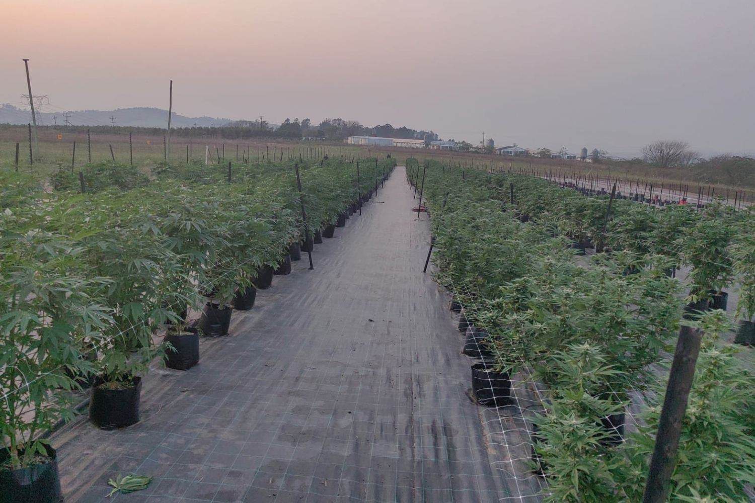 Man arrested for cultivation of cannibis on KZN farm