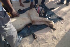 Lion captured in Giyani area and relocated to Kruger National Park, two others roaming