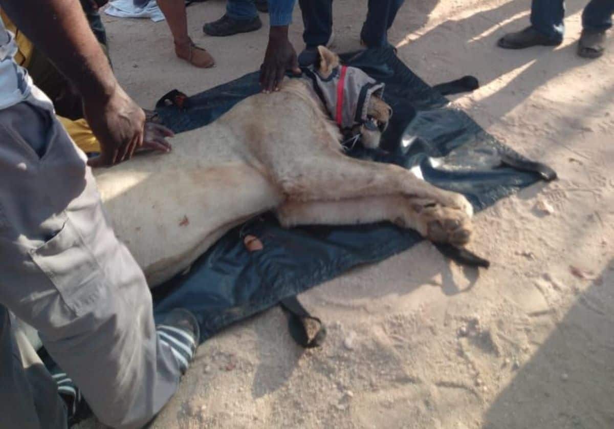 Lion captured in Giyani area and relocated to Kruger National Park, two others roaming