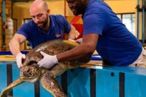 Noël the turtle gets a new, deeper pool