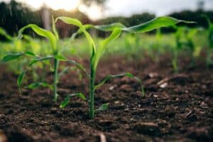 Small scale farming in Gauteng comes with many challenges