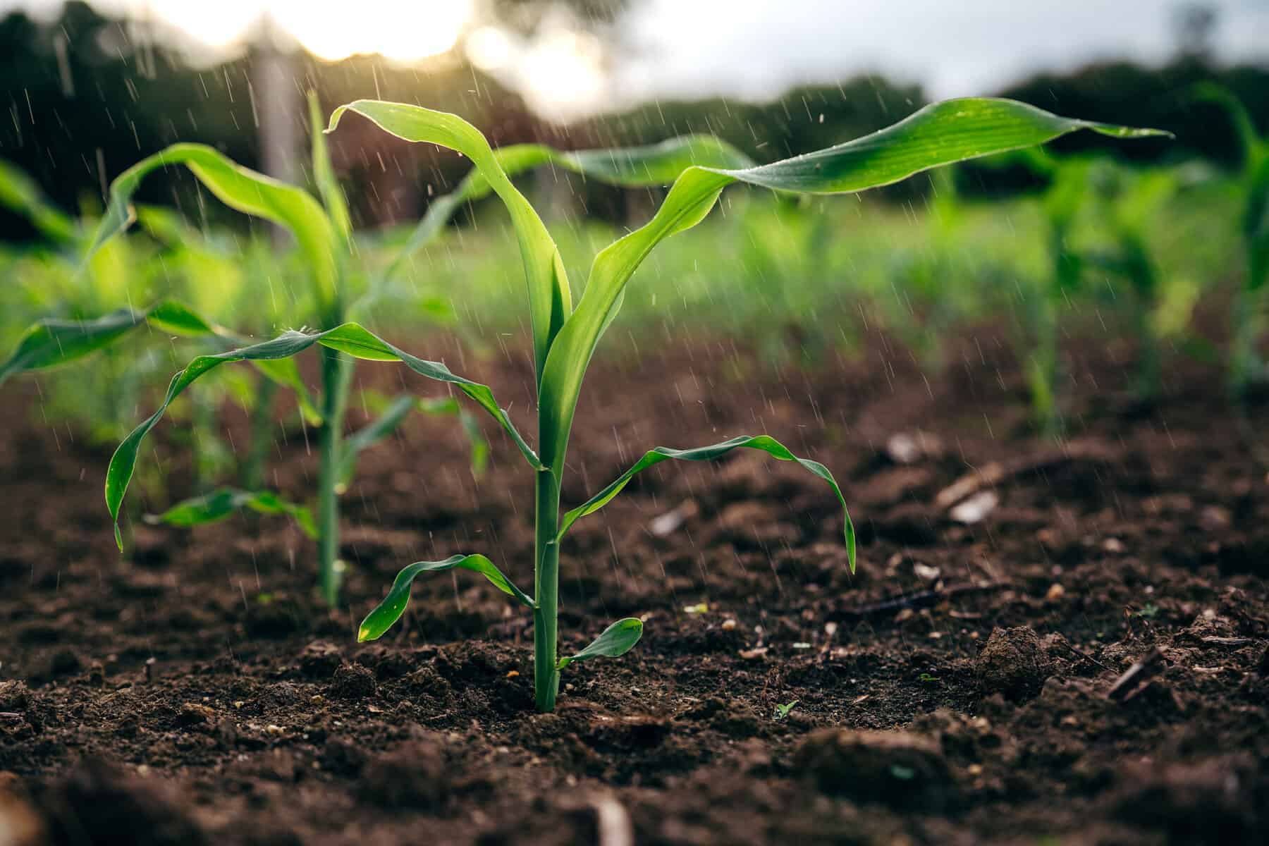 Small scale farming in Gauteng comes with many challenges
