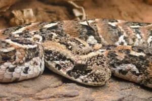 Snake antivenom production resumes.