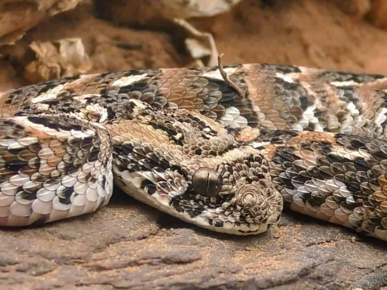 Snake antivenom production resumes.