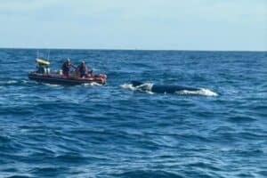 Humpback whale rescued after being entangled by fishing rope