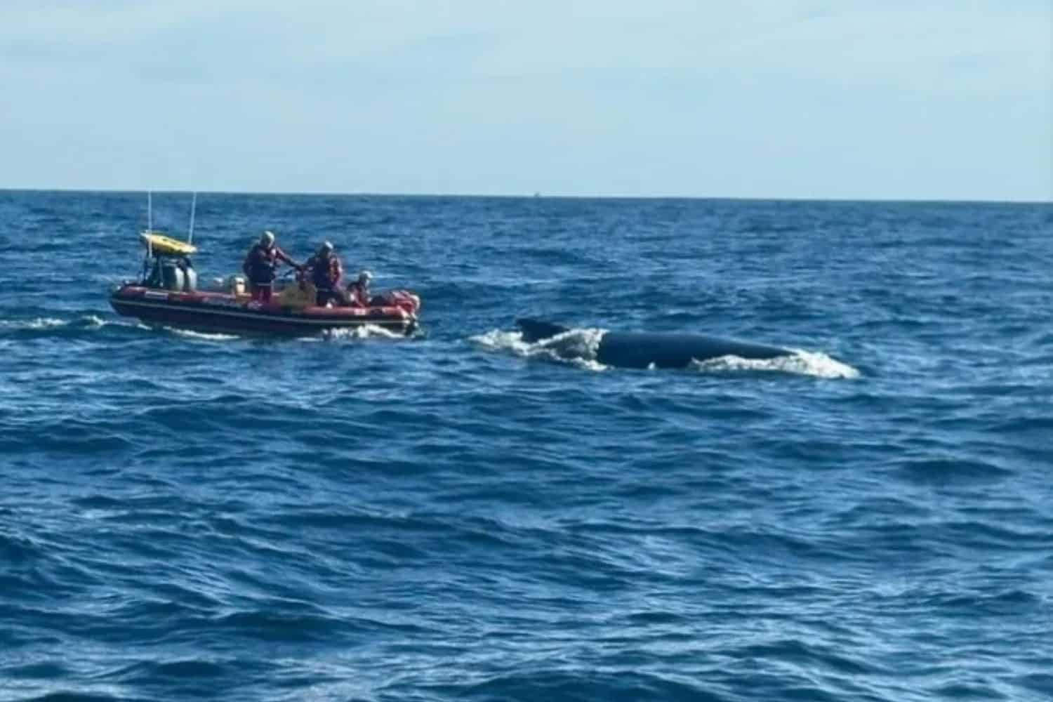 Humpback whale rescued after being entangled by fishing rope