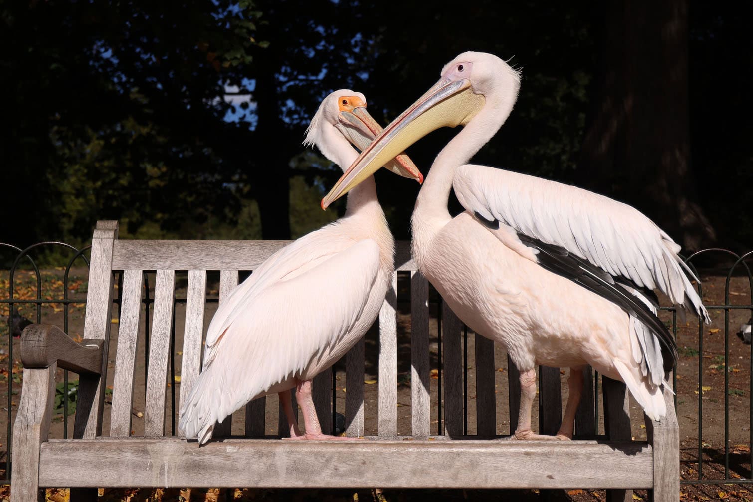St. James's Park pelicans in London