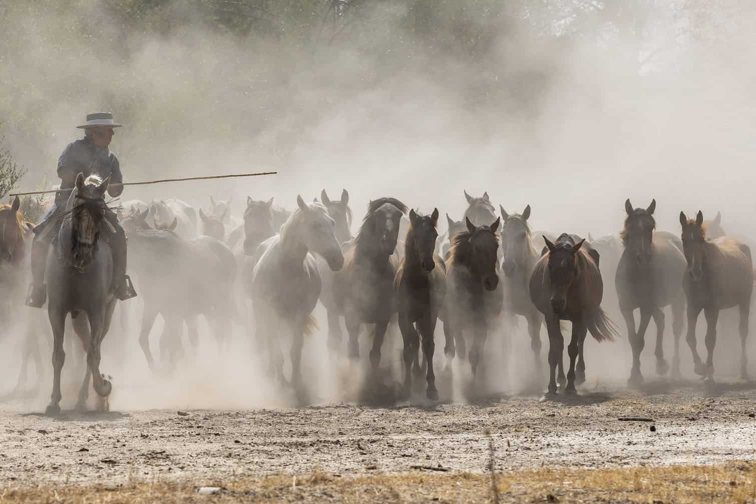 Horse collection event in Donana National Park, Spain