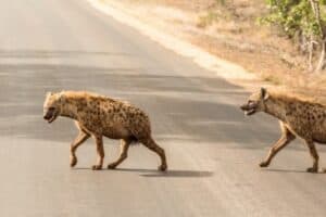 Hyena attack leaves man in hospital