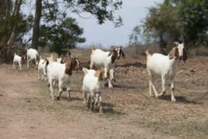 Rising stock theft crisis threatens SA farmers and food security