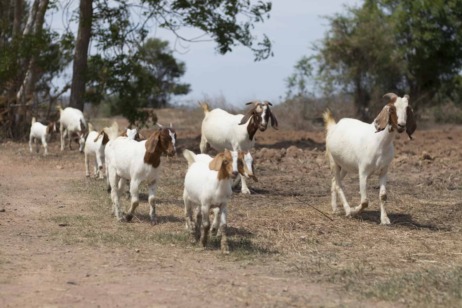 Rising stock theft crisis threatens SA farmers and food security