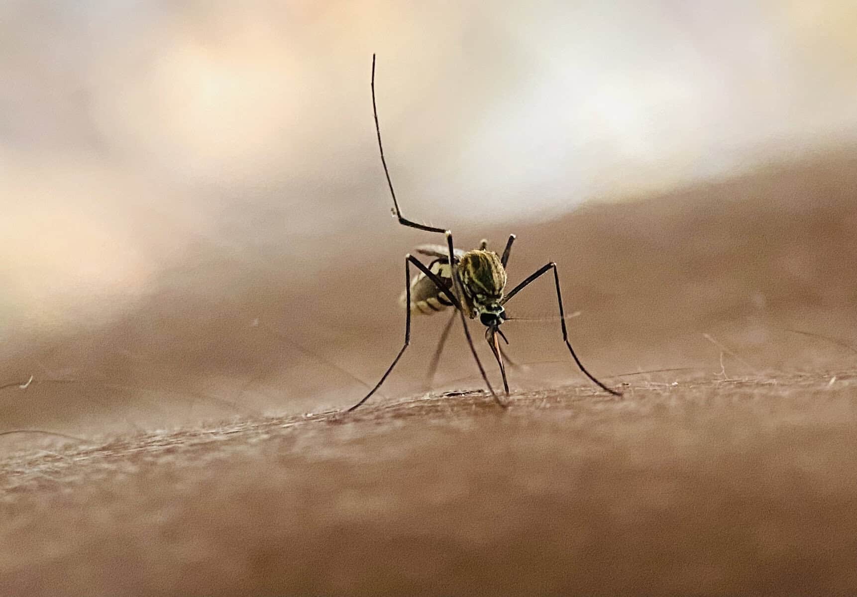 Malaria deaths set to rise as global aid cuts deepen crisis