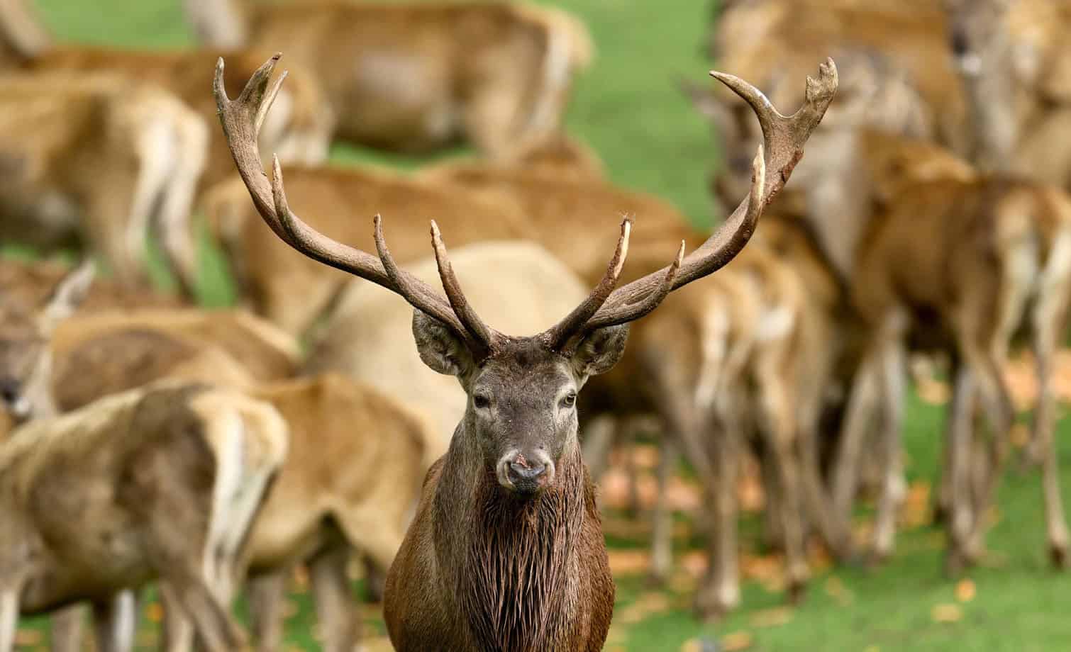 Red deer rutting season in Silz