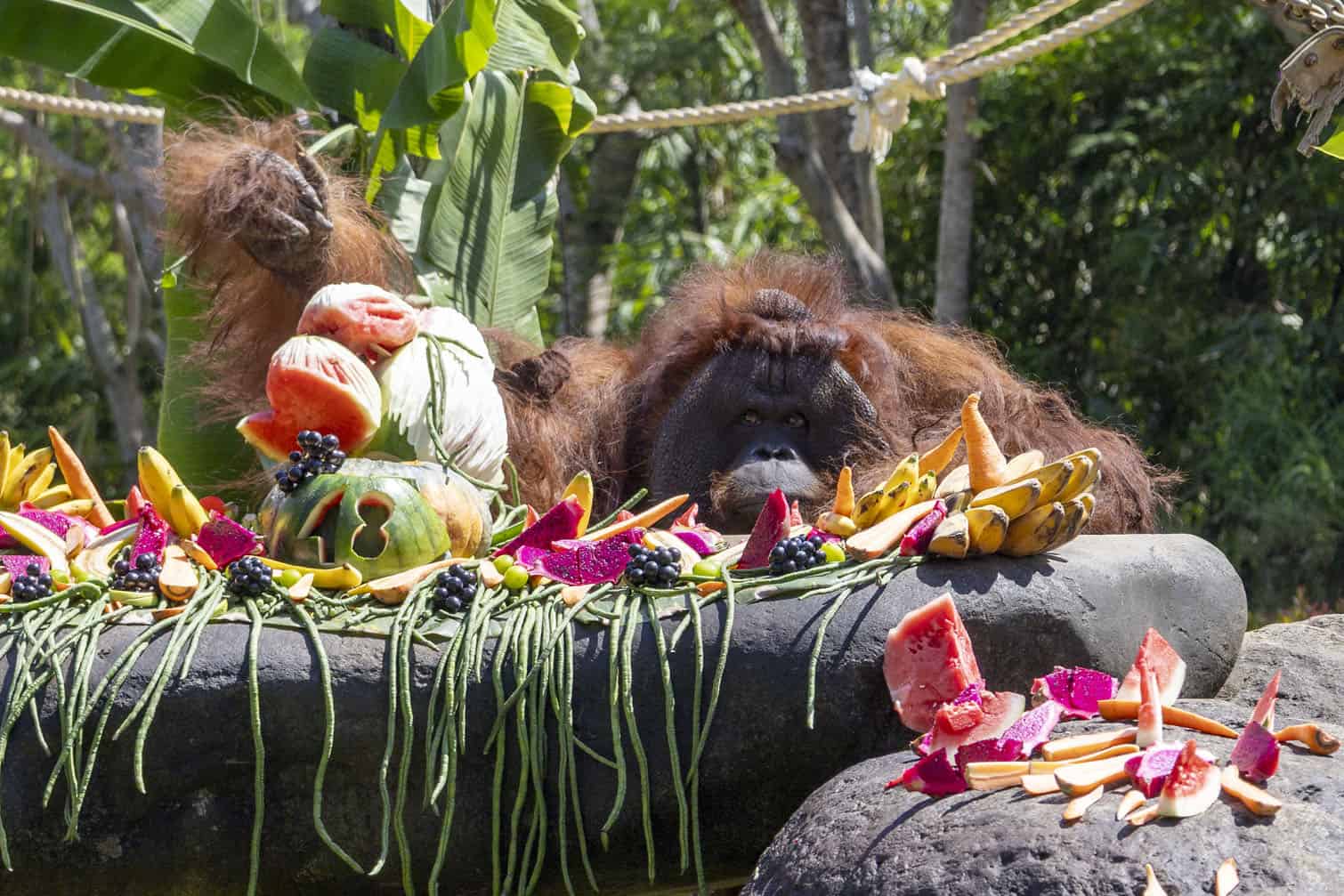 Jacky the Orangutan celebrates 48th birthday in Bali Zoo