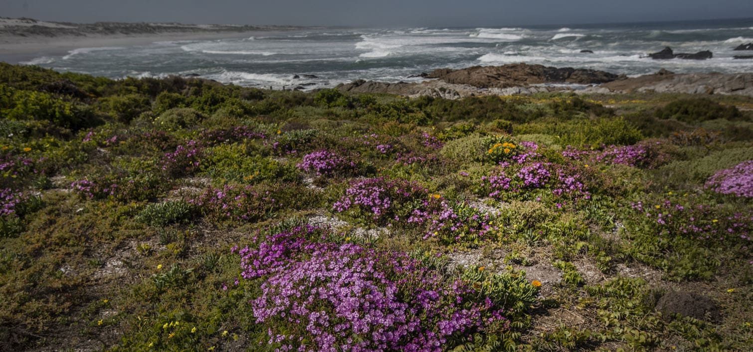 The Wildflower Season At West Coast National Park