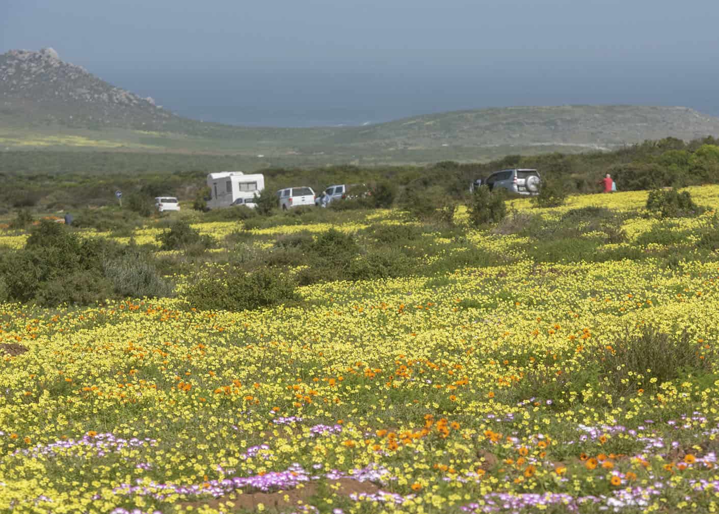 The Wildflower Season At West Coast National Park