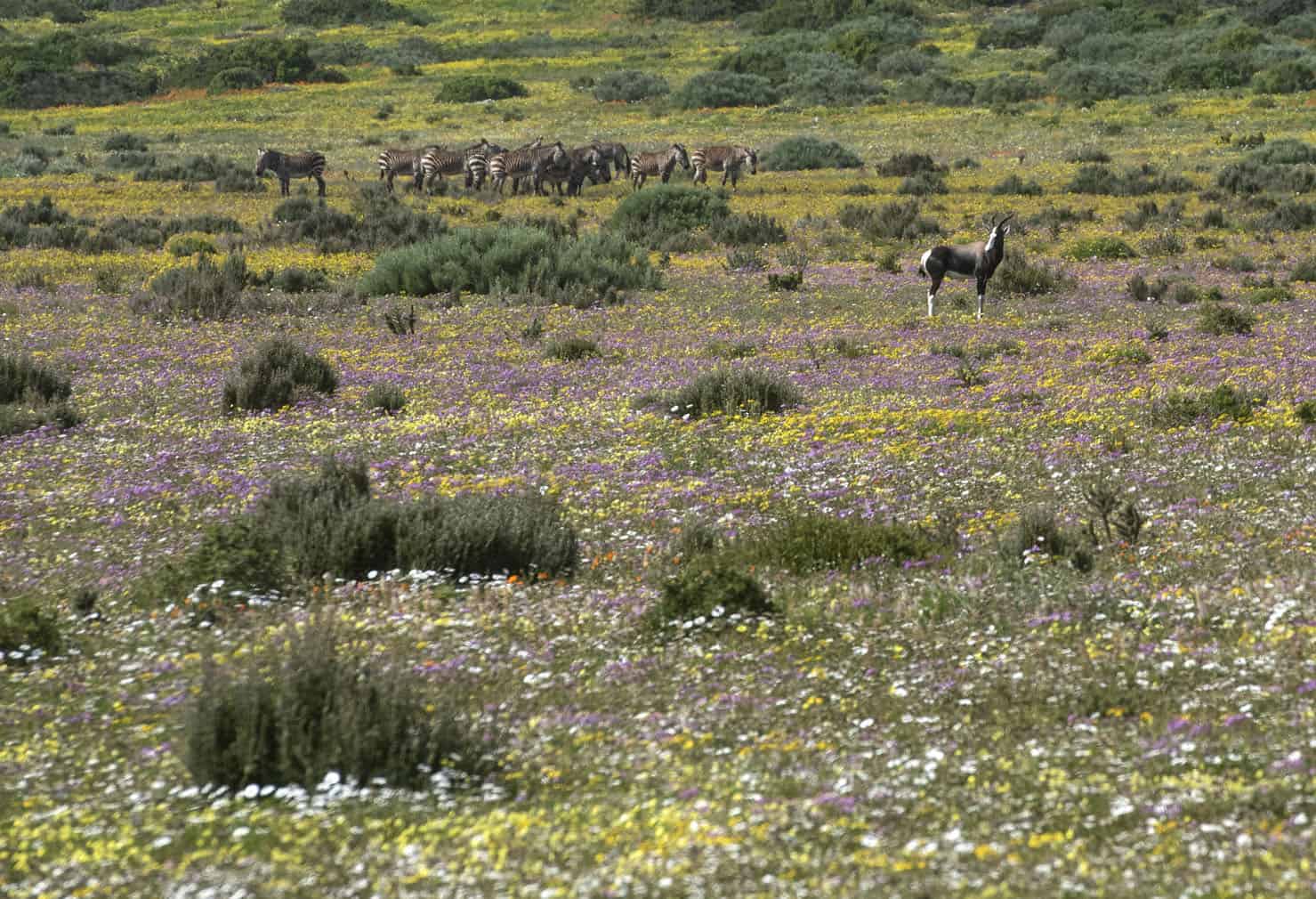 The Wildflower Season At West Coast National Park