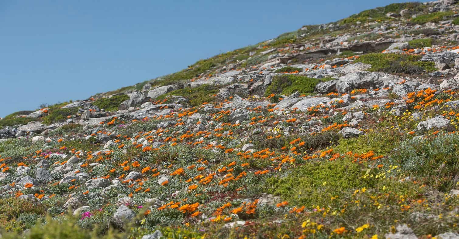 The Wildflower Season At West Coast National Park