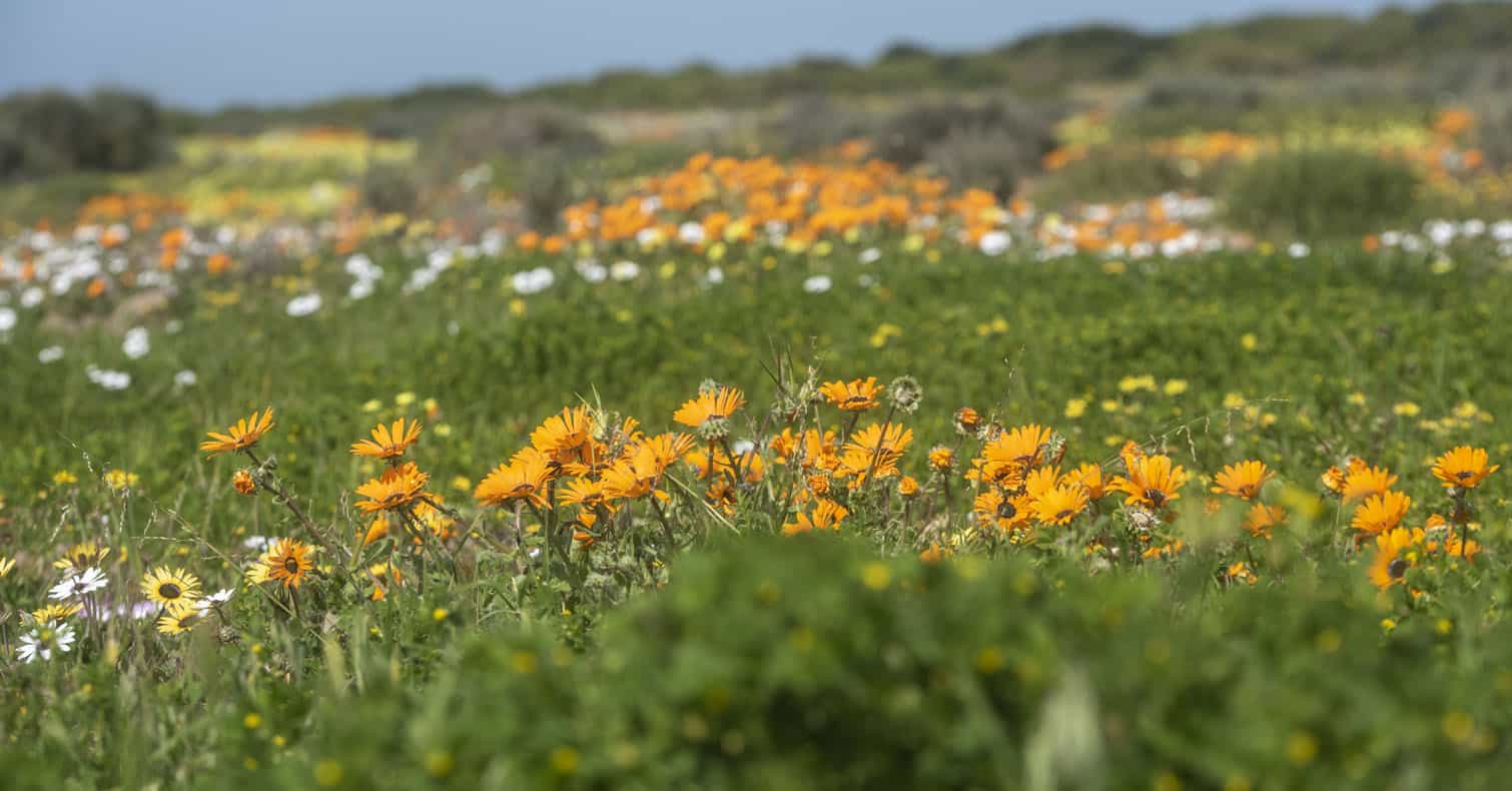 The Wildflower Season At West Coast National Park
