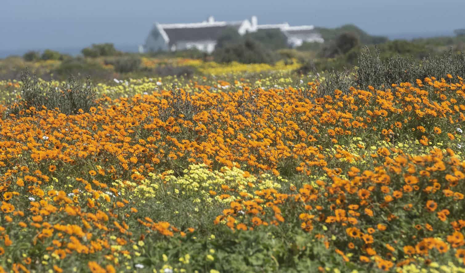The Wildflower Season At West Coast National Park