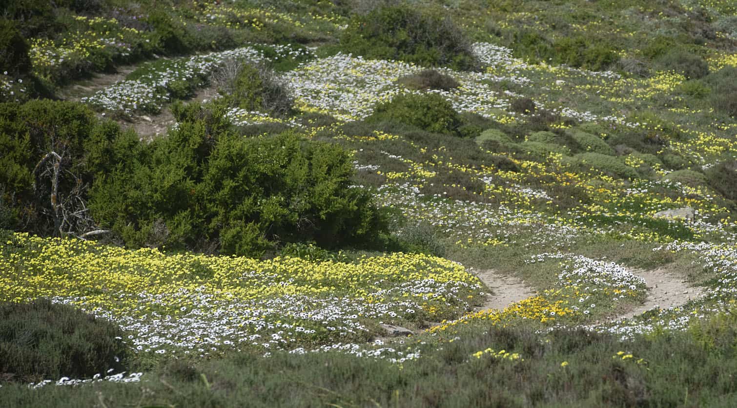The Wildflower Season At West Coast National Park