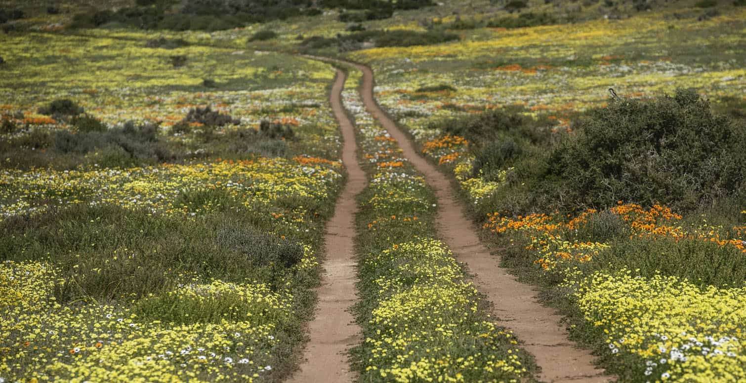 The Wildflower Season At West Coast National Park