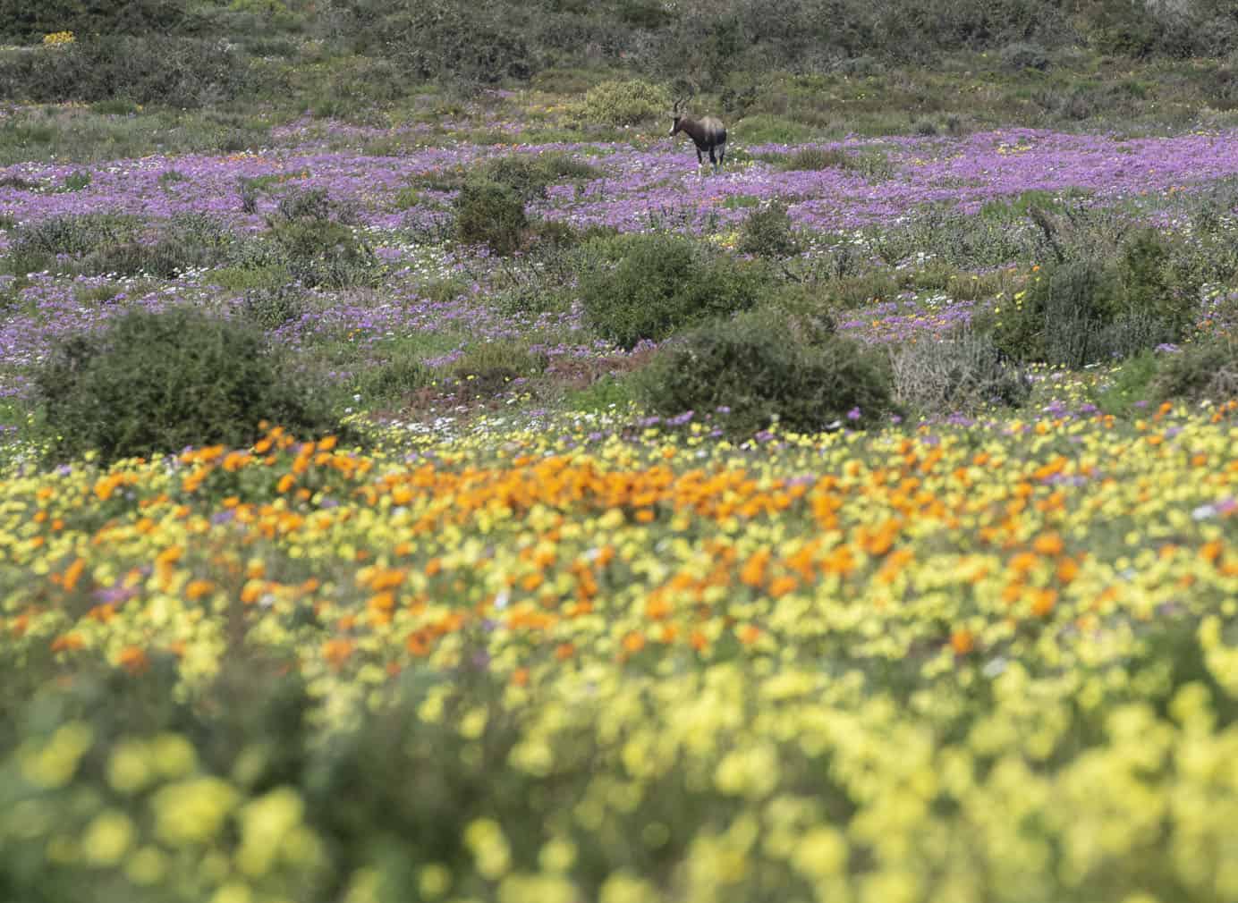 The Wildflower Season At West Coast National Park
