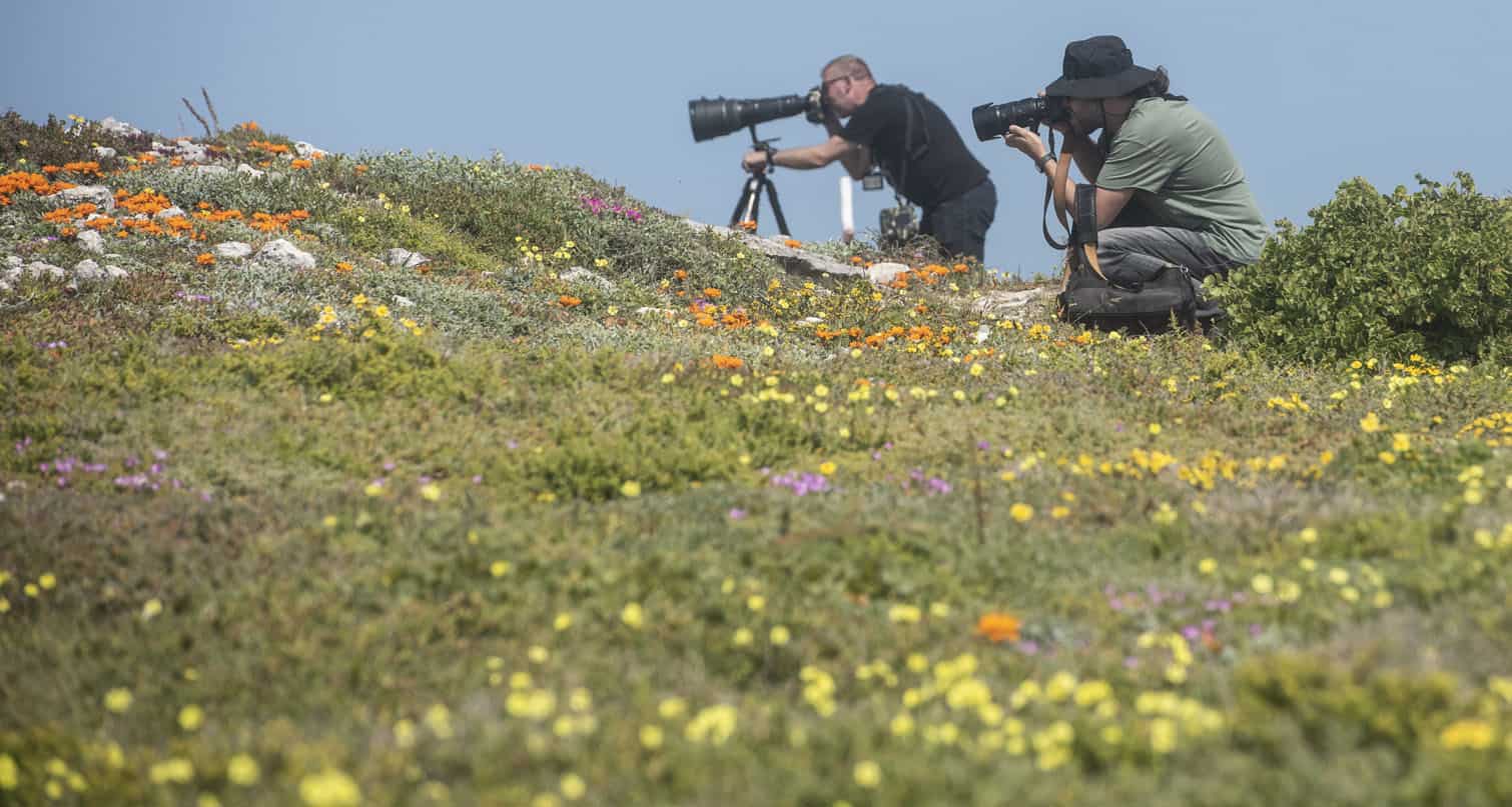 The Wildflower Season At West Coast National Park