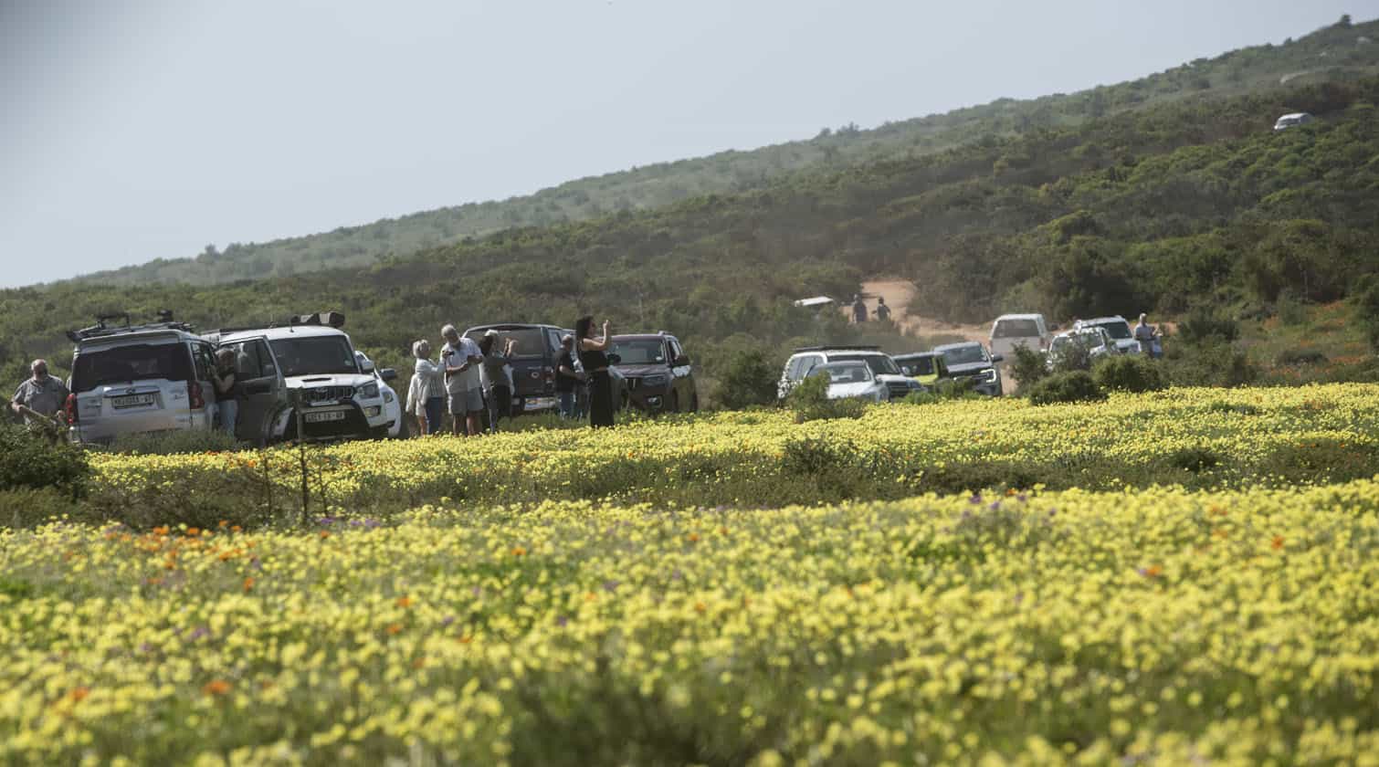 The Wildflower Season At West Coast National Park