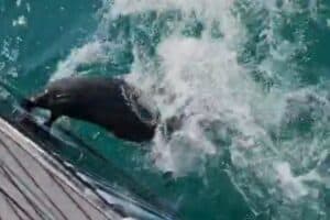 Seal attacking boat