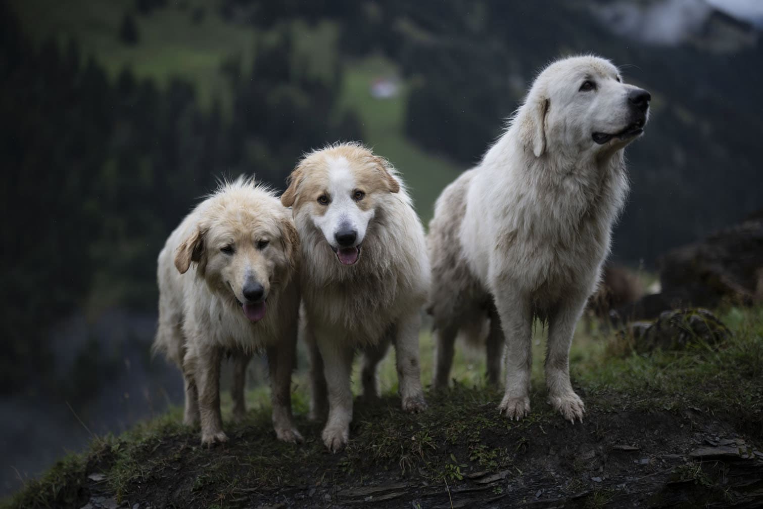 Sheep move down from the Zanai Alp in Switzerland