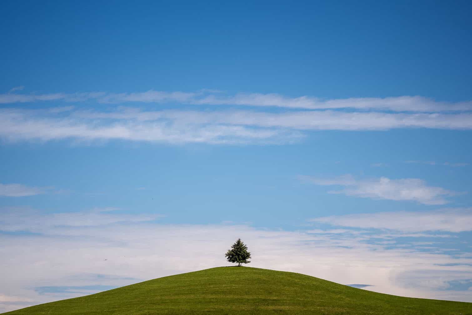 a tree atop a hill near Menzingen
