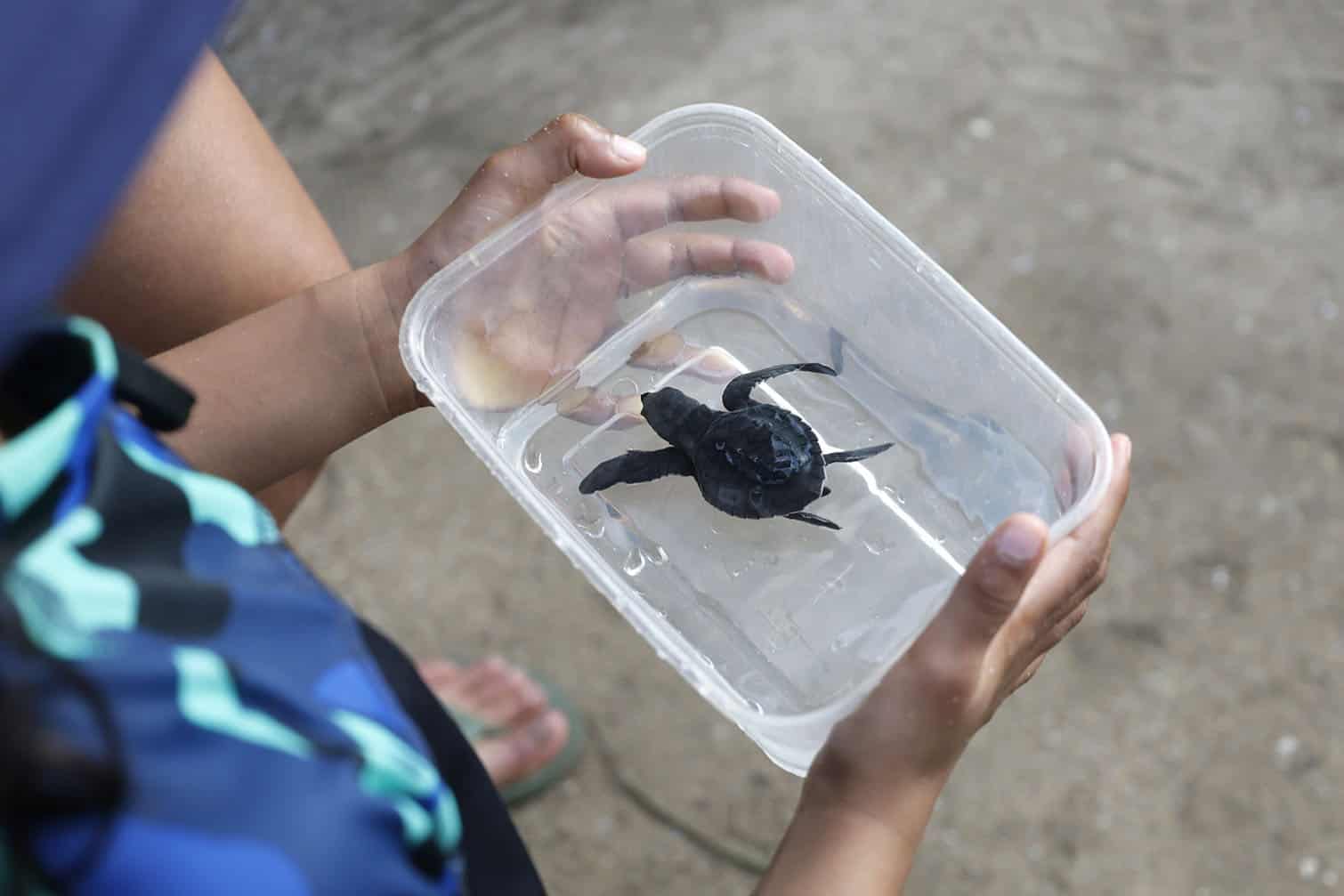 Sea turtles hatchlings released in Bali
