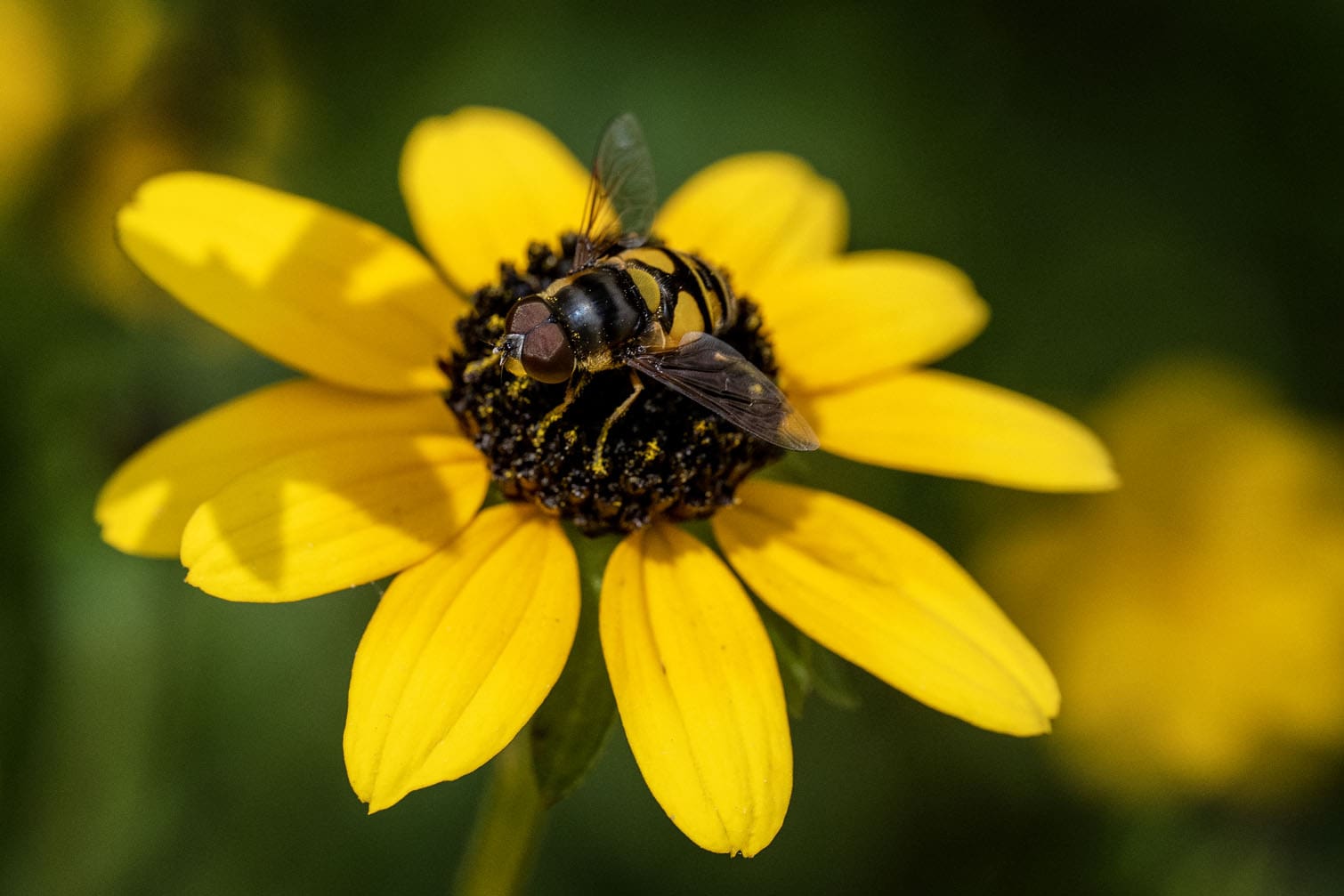 A batman hoverfly rests on a black-eyed susan