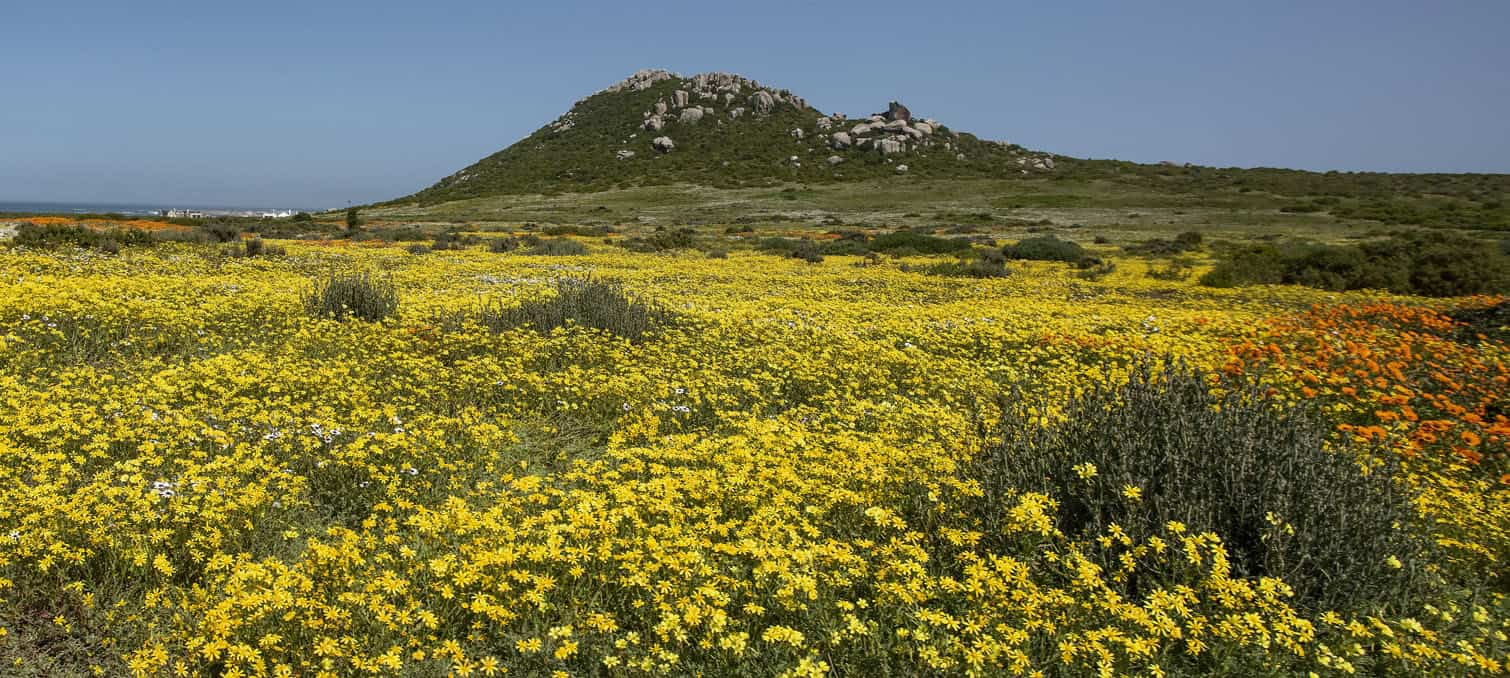 Media Preview Of The Wildflower Season At West Coast National Park