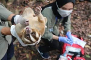 Cross-border crackdown on illegal wildlife trade intensifies