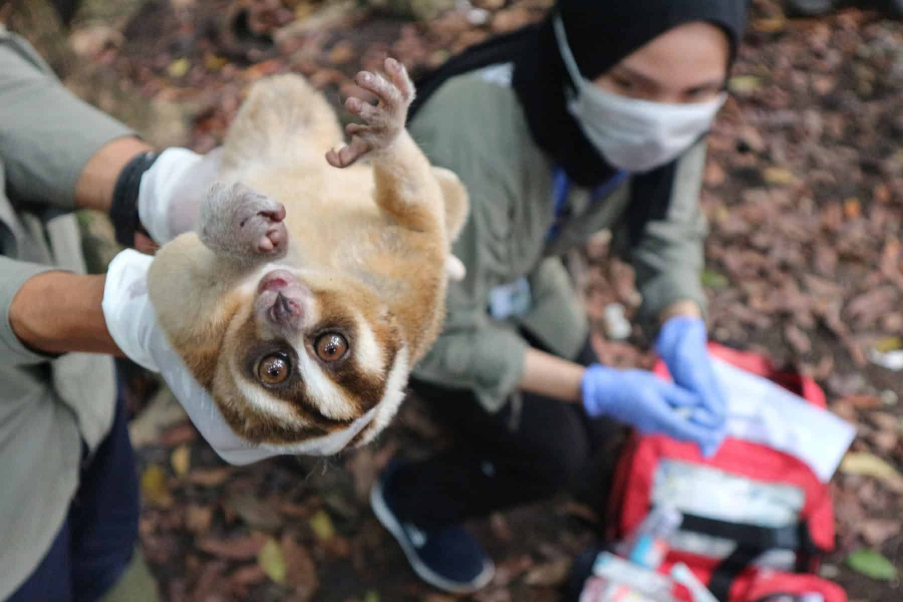 Cross-border crackdown on illegal wildlife trade intensifies