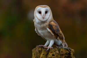 NSPCA on Coca-Cola after Barn Owl killed at factory