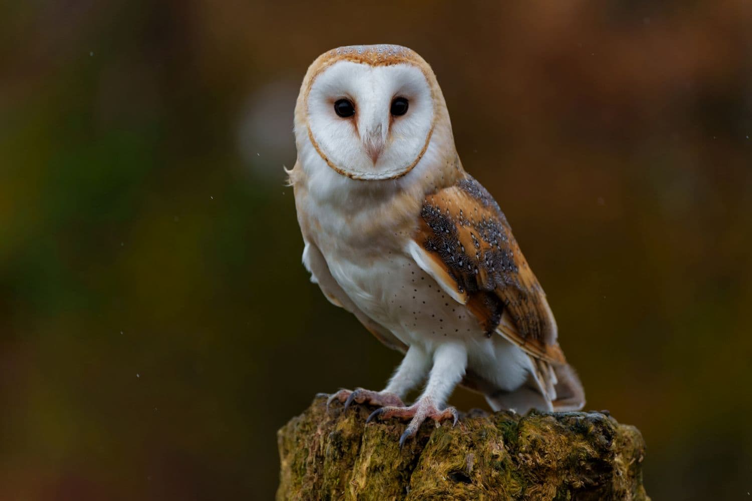 South Africans vow to boycott Coca-Cola after owl killed at its factory