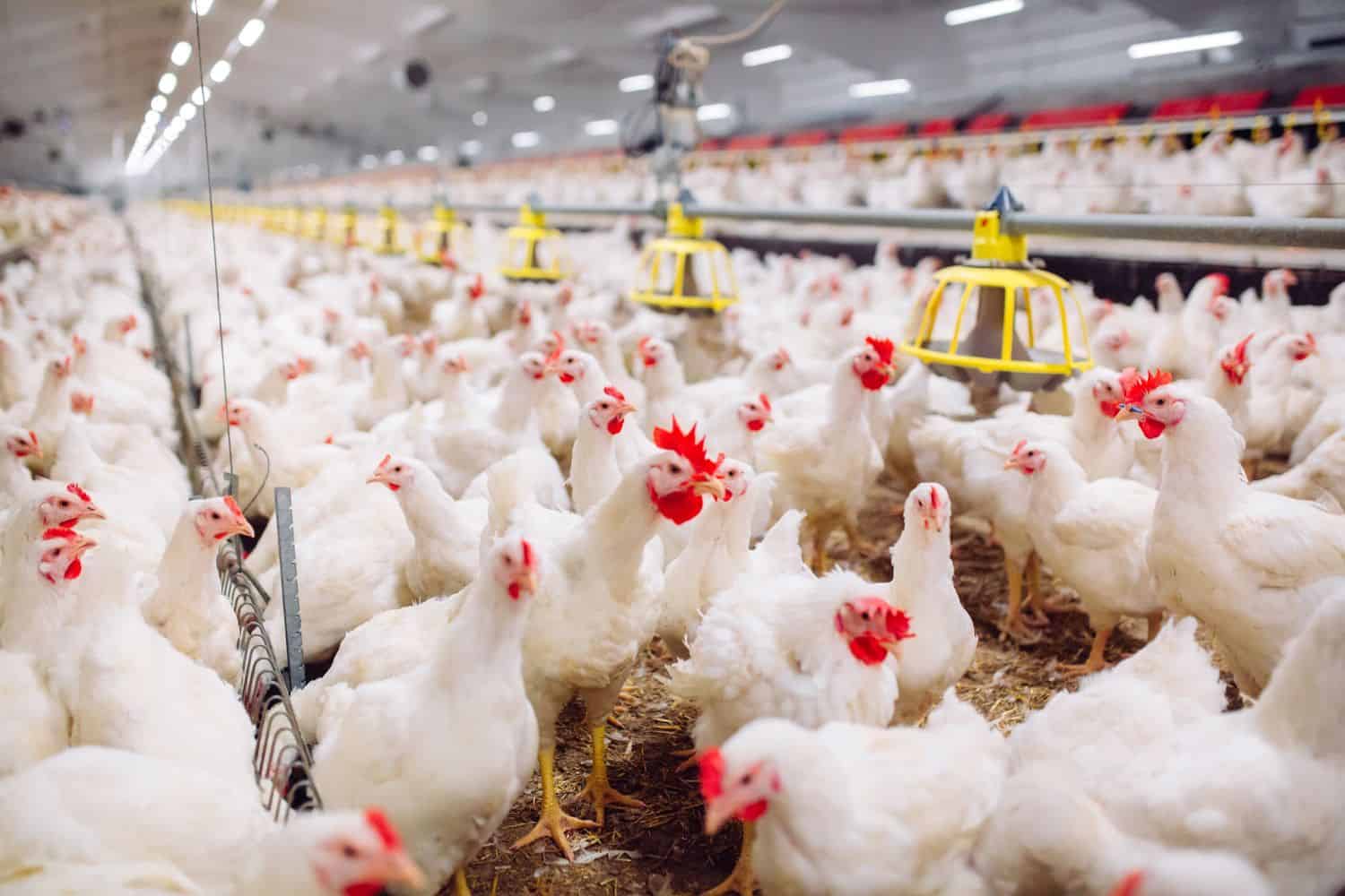 Competition Commission investigates poultry industry over possible market abuses