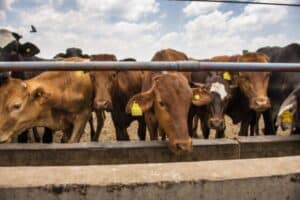 Farmers go to court abourt foot-and-mouth disease